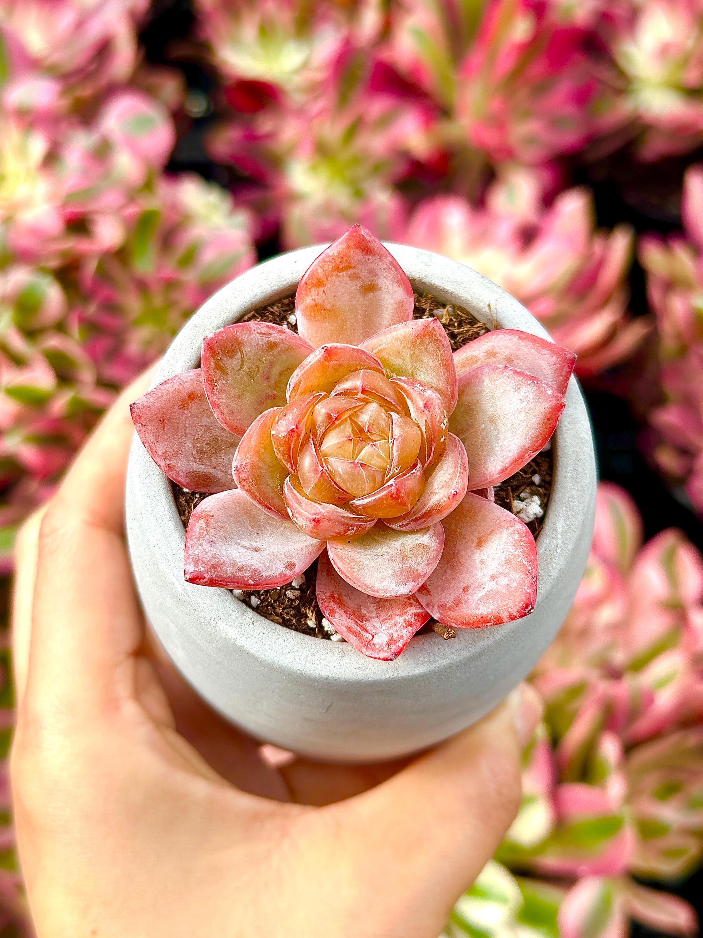 living echeveria succulents for sale under $2 online free shipping Rare Succulents