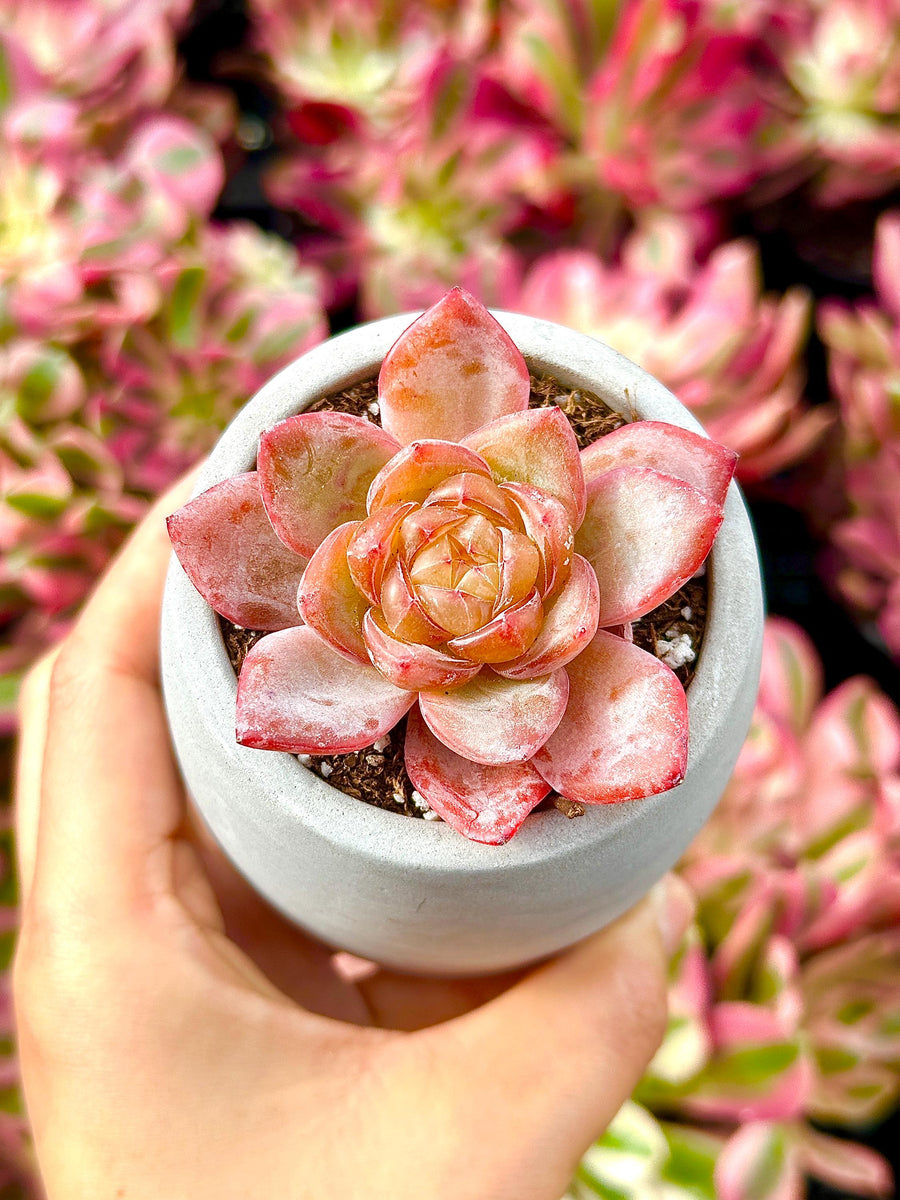 flowering succulents echeveria Rare Succulents