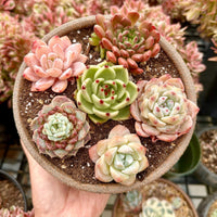 Rare Succulents - Echeveria Gift Combo (1), Live Plant