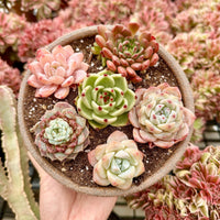 Rare Succulents - Echeveria Gift Combo (1), Live Plant