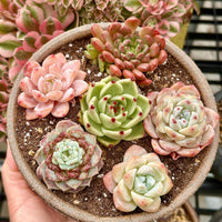 Rare Succulents - Echeveria Gift Combo (1), Live Plant