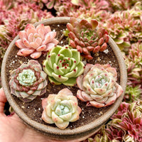 Rare Succulents - Echeveria Gift Combo (1), Live Plant