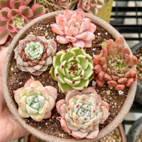 Rare Succulents - Echeveria Gift Combo (1), Live Plant
