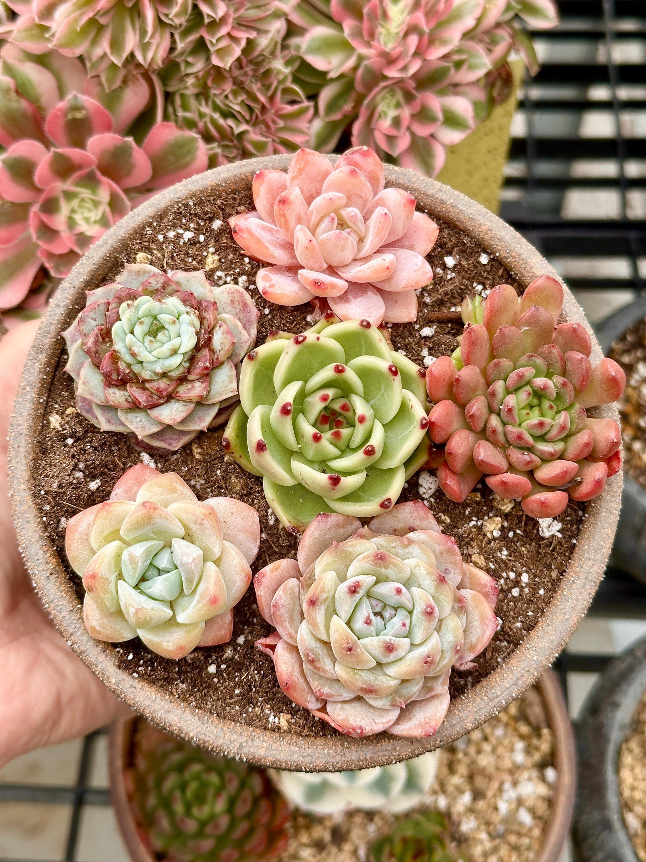 succulent plants combo Rare Succulents
