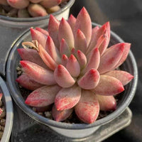 Rare Succulents - Echeveria Goldfish Hime