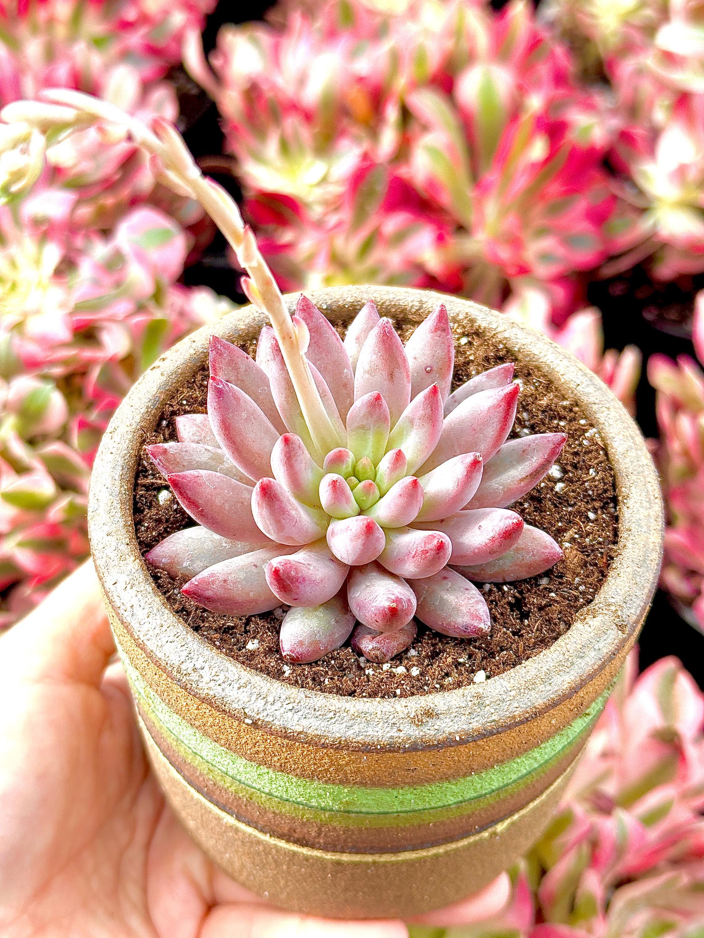 goldfish succulent Rare Succulents