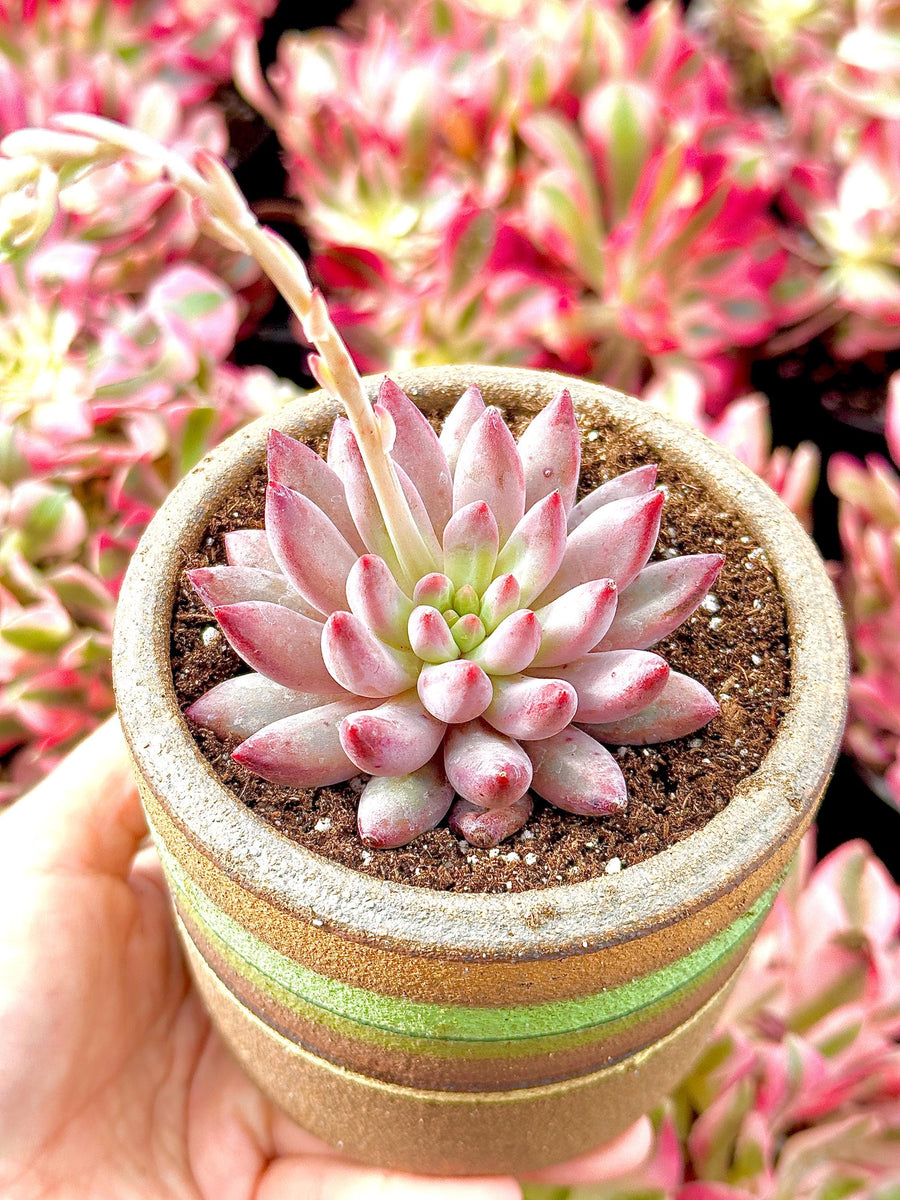 rare red succulents Rare Succulents