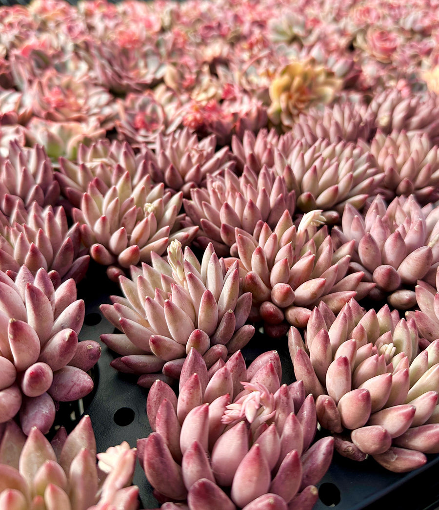 goldfish succulent Rare Succulents