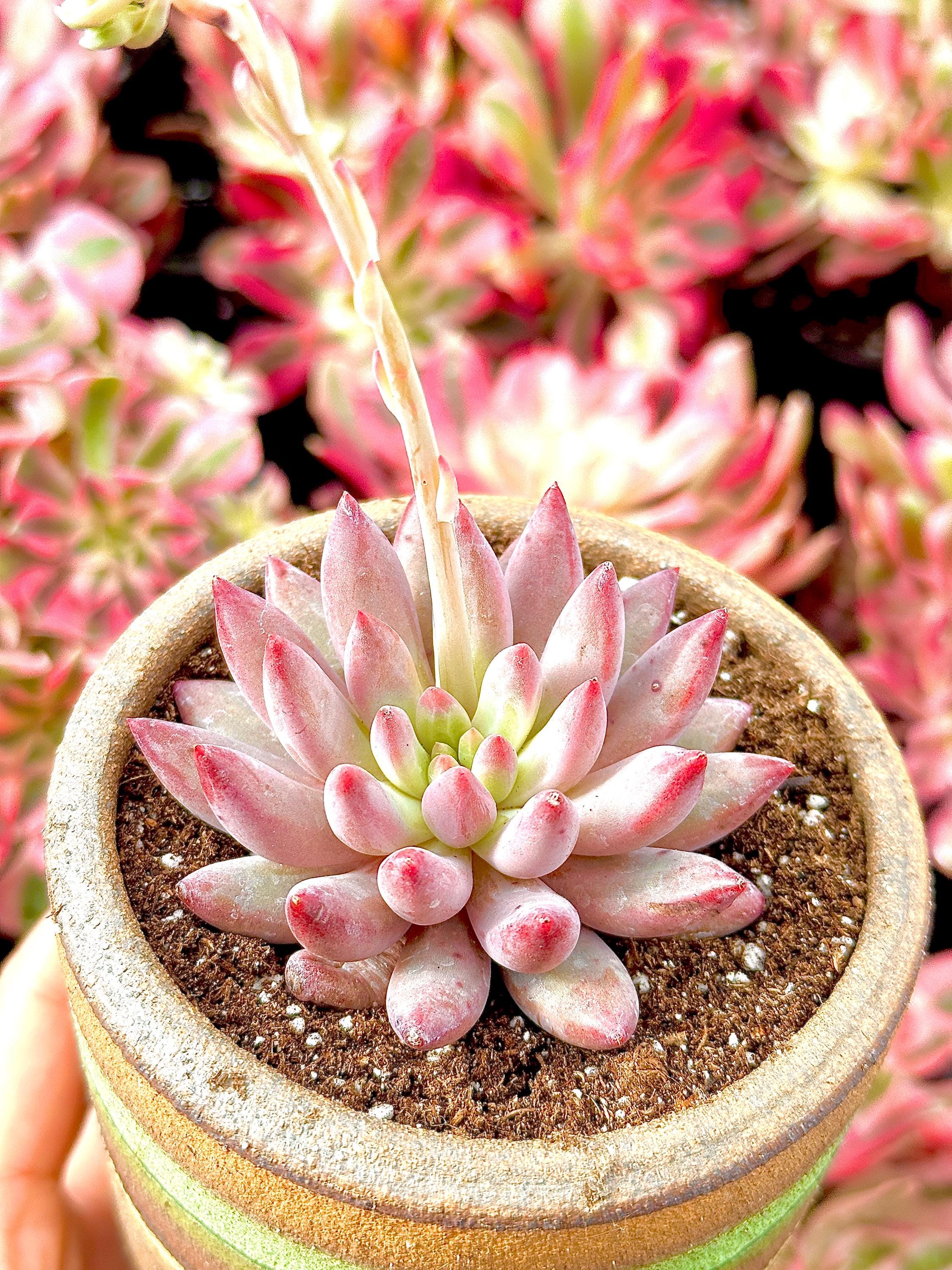 lifetime succulents Rare Succulents
