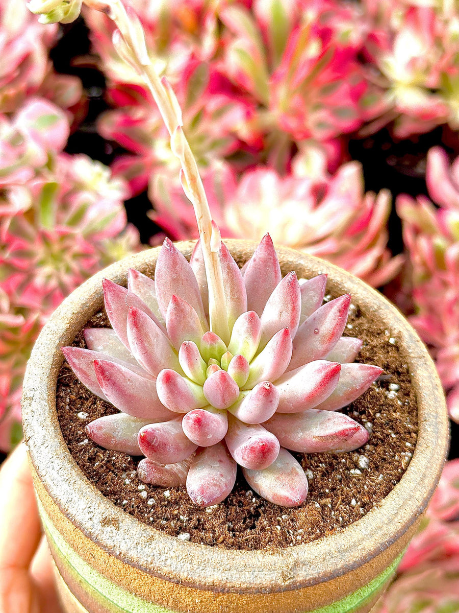 echeveria pink leaves succulent Rare Succulents