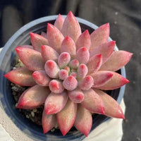 Rare Succulents - Echeveria Goldfish Hime