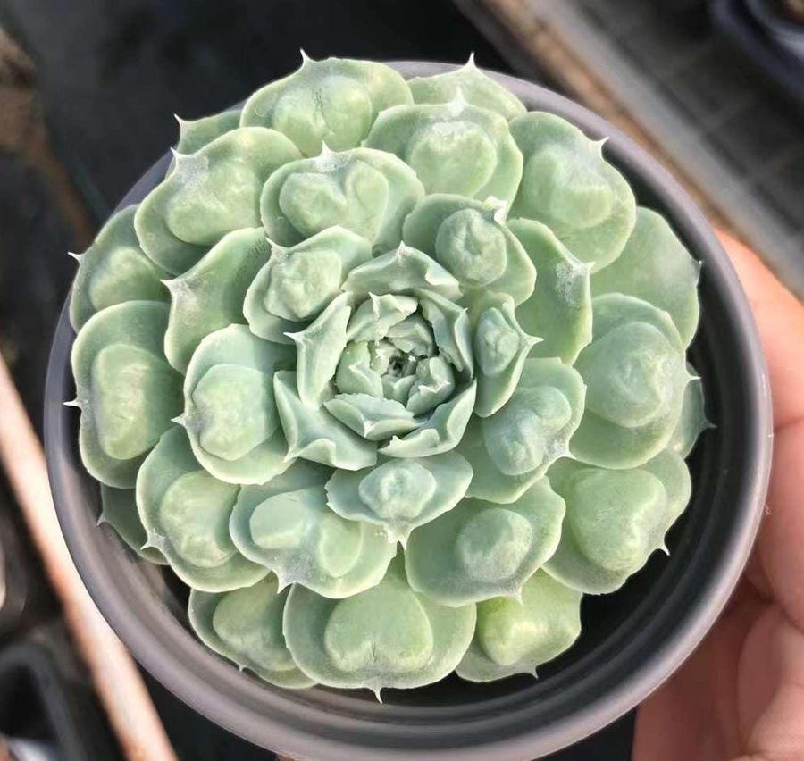 echeveria heart shaped succulent Rare Succulents