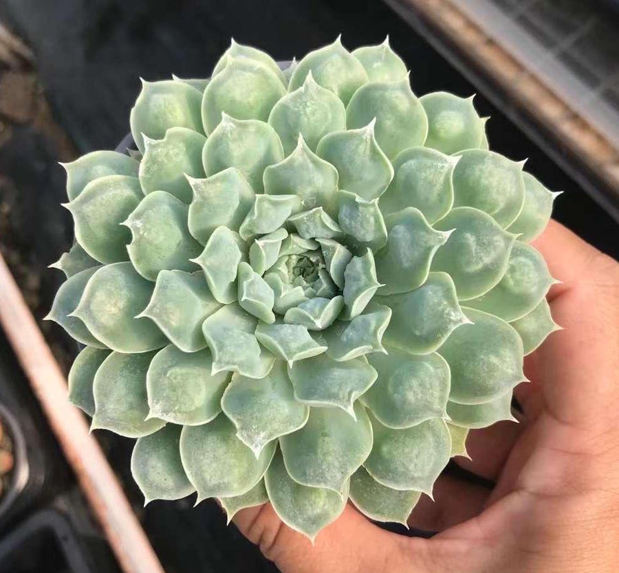 echeveria heart shaped succulent Rare Succulents