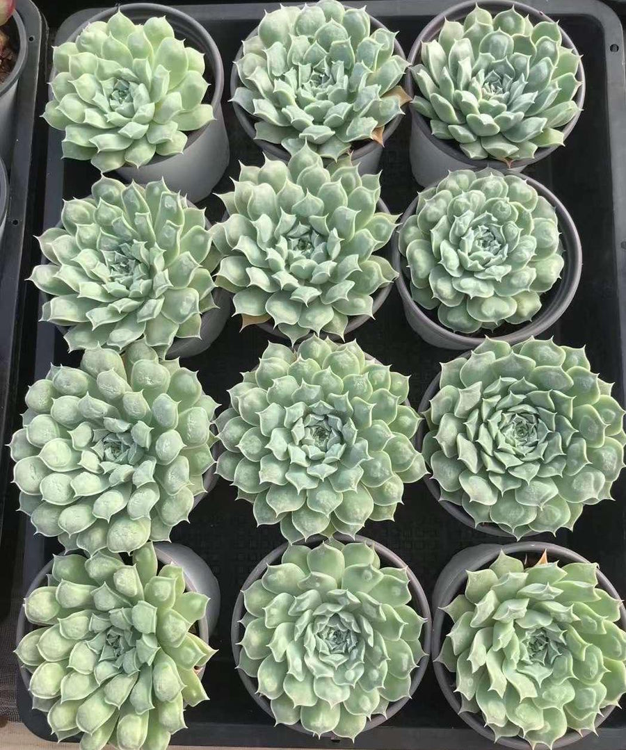 heart succulent echeveria 'cheyenne' Rare Succulents