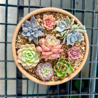 Rare Succulents - Echeveria Holiday Combo (2)