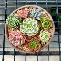Rare Succulents - Echeveria Holiday Combo (2)