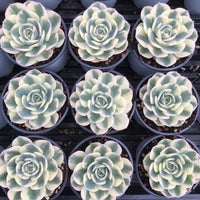 Rare Succulents - Echeveria Lenore Dean variegated (2.5"-3.5")