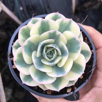 Rare Succulents - Echeveria Lenore Dean variegated (2.5"-3.5")