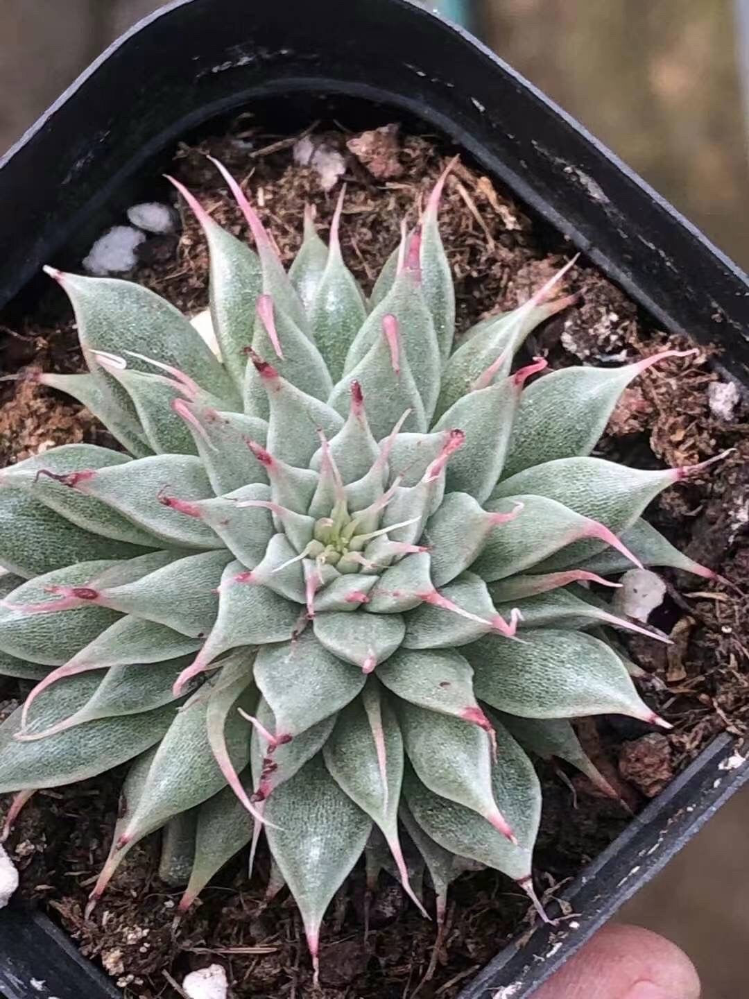 long leaf succulent plants Rare Succulents