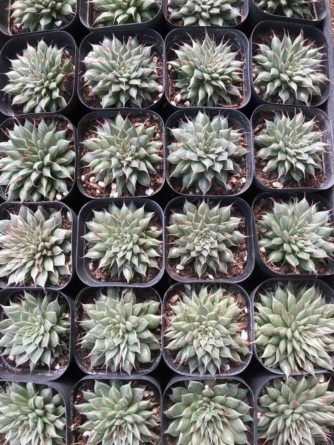 Rare Succulents - Echeveria Long Eyelash (2) 1am Succulents