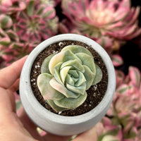 Rare Succulents - Echeveria Lovely Rose Variegata