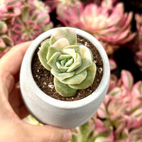 Rare Succulents - Echeveria Lovely Rose Variegata