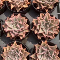 Rare Succulents - Echeveria Madiba (3"-5")