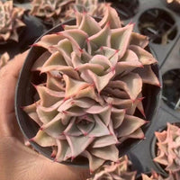 Rare Succulents - Echeveria Madiba (3"-5")