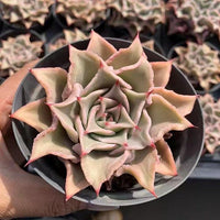 Rare Succulents - Echeveria Madiba (3"-5")