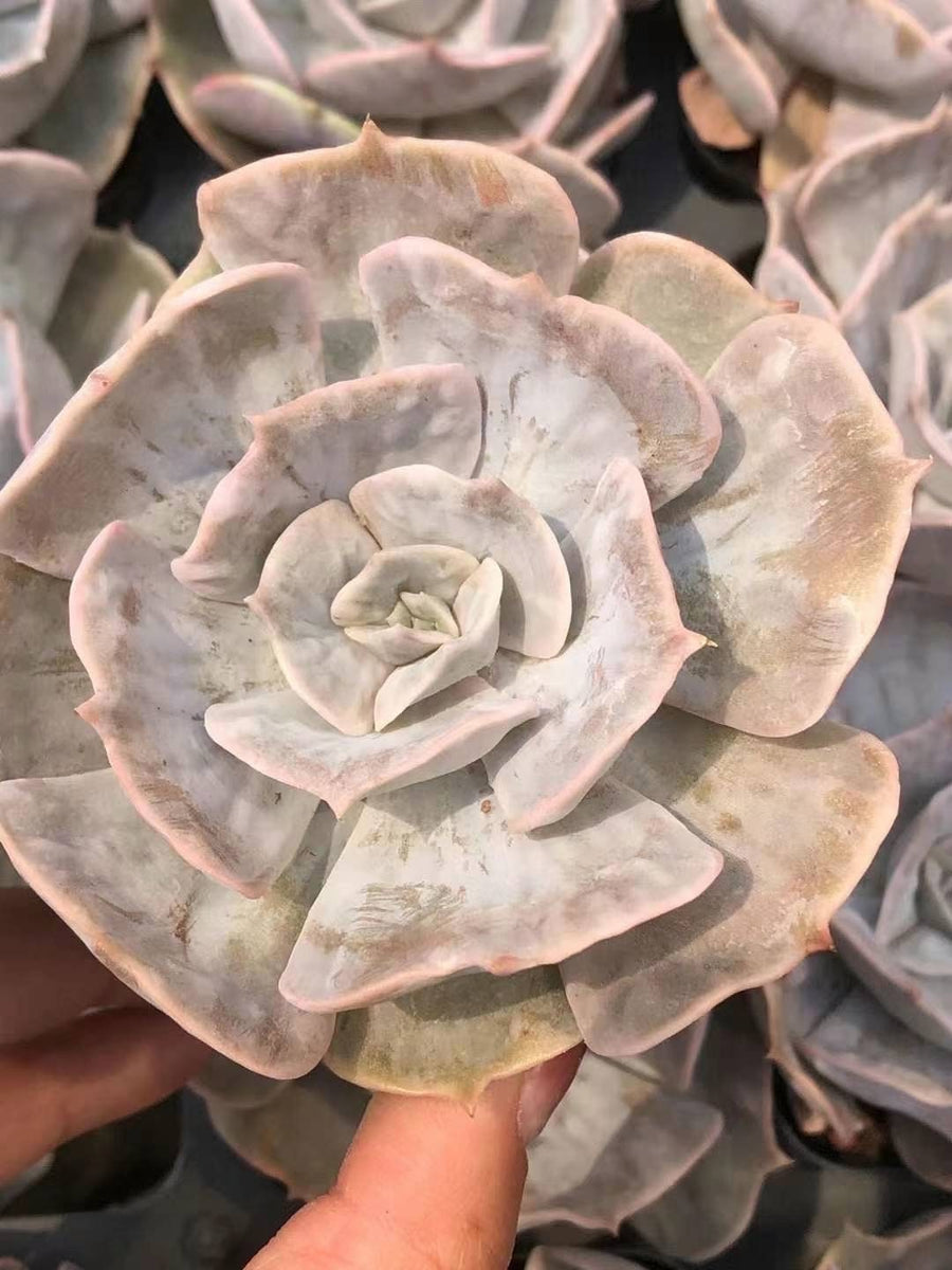 mint marvel succulent Rare Succulents