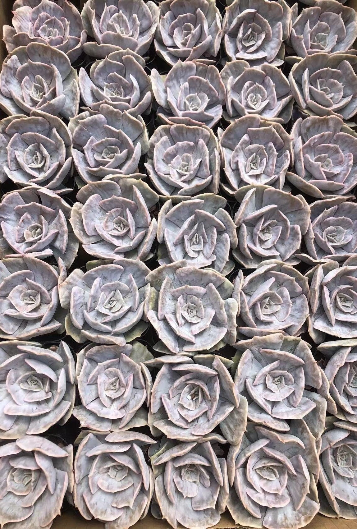 silver grey succulents Rare Succulents