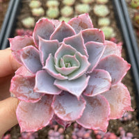 Rare Succulents - Echeveria Pinky (3”)
