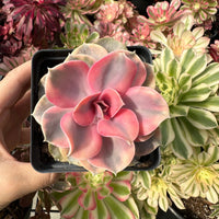Rare Succulents - Echeveria Rainbow Variegated
