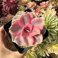 Rare Succulents - Echeveria Rainbow Variegated