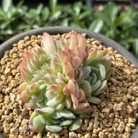 Rare Succulents - Echeveria Suryeon Crested