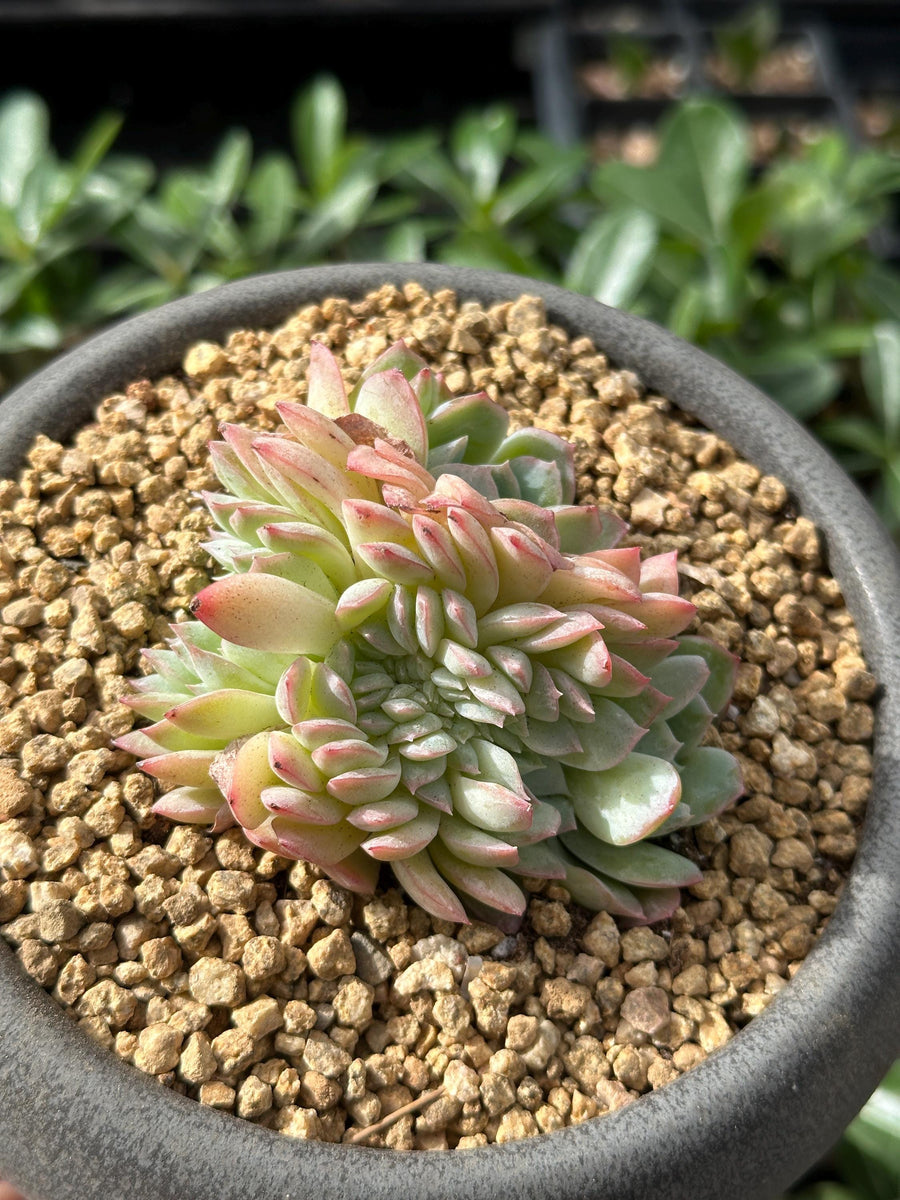 suryeon succulent Rare Succulents