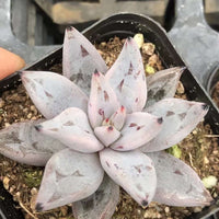 Rare Succulents - Echeveria Unguiculata (1.5”-2”)
