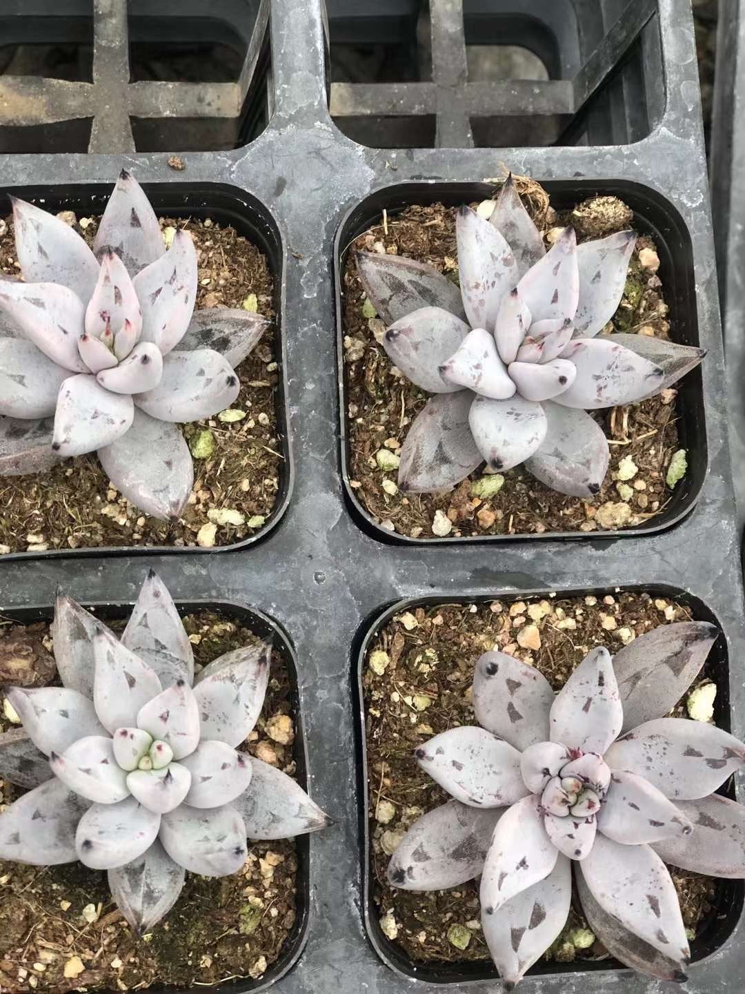 rare korean succulents Rare Succulents