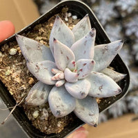 Rare Succulents - Echeveria Unguiculata (1.5”-2”)