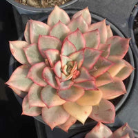 Rare Succulents - Echeveria Variegated Esther