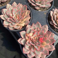Rare Succulents - Echeveria Variegated Esther