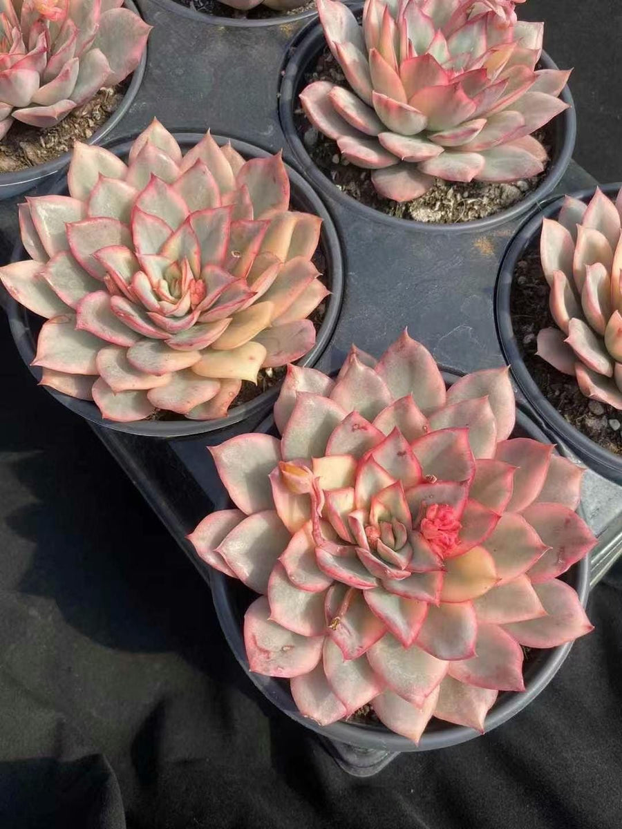 Rare Succulents - Echeveria Variegated Esther– 1am Succulents