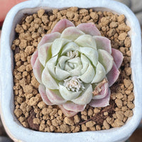 Rare Succulents - Echeveria White Elegans