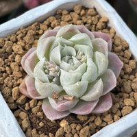 Rare Succulents - Echeveria White Elegans
