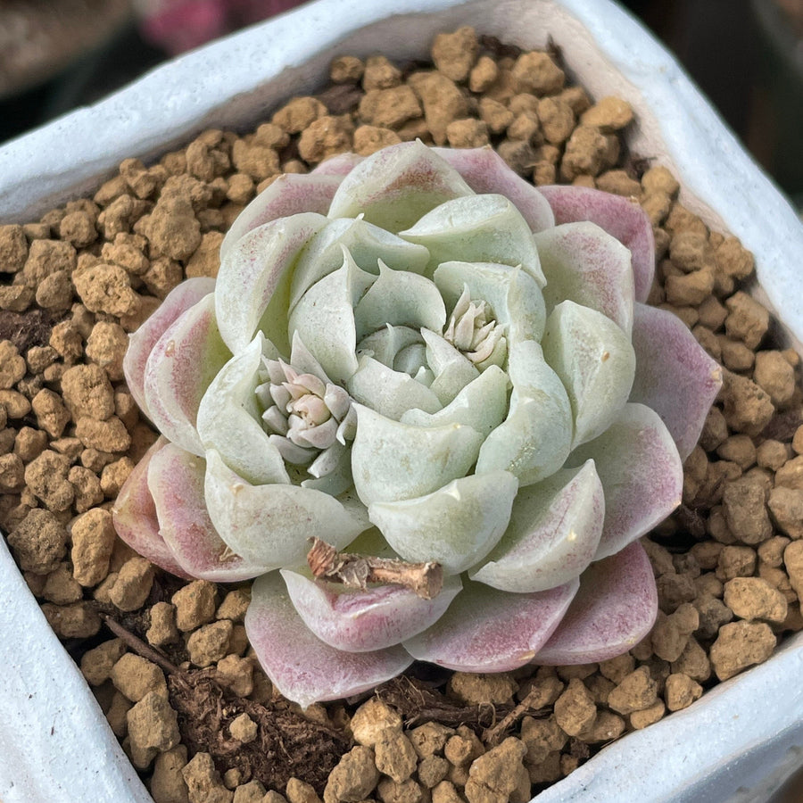 succulent with green and white leaves Rare Succulents