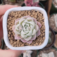 Rare Succulents - Echeveria White Elegans