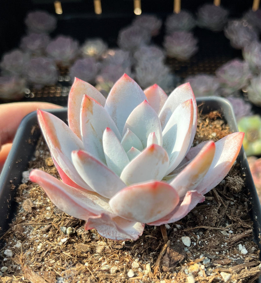 leucadia succulents Rare Succulents
