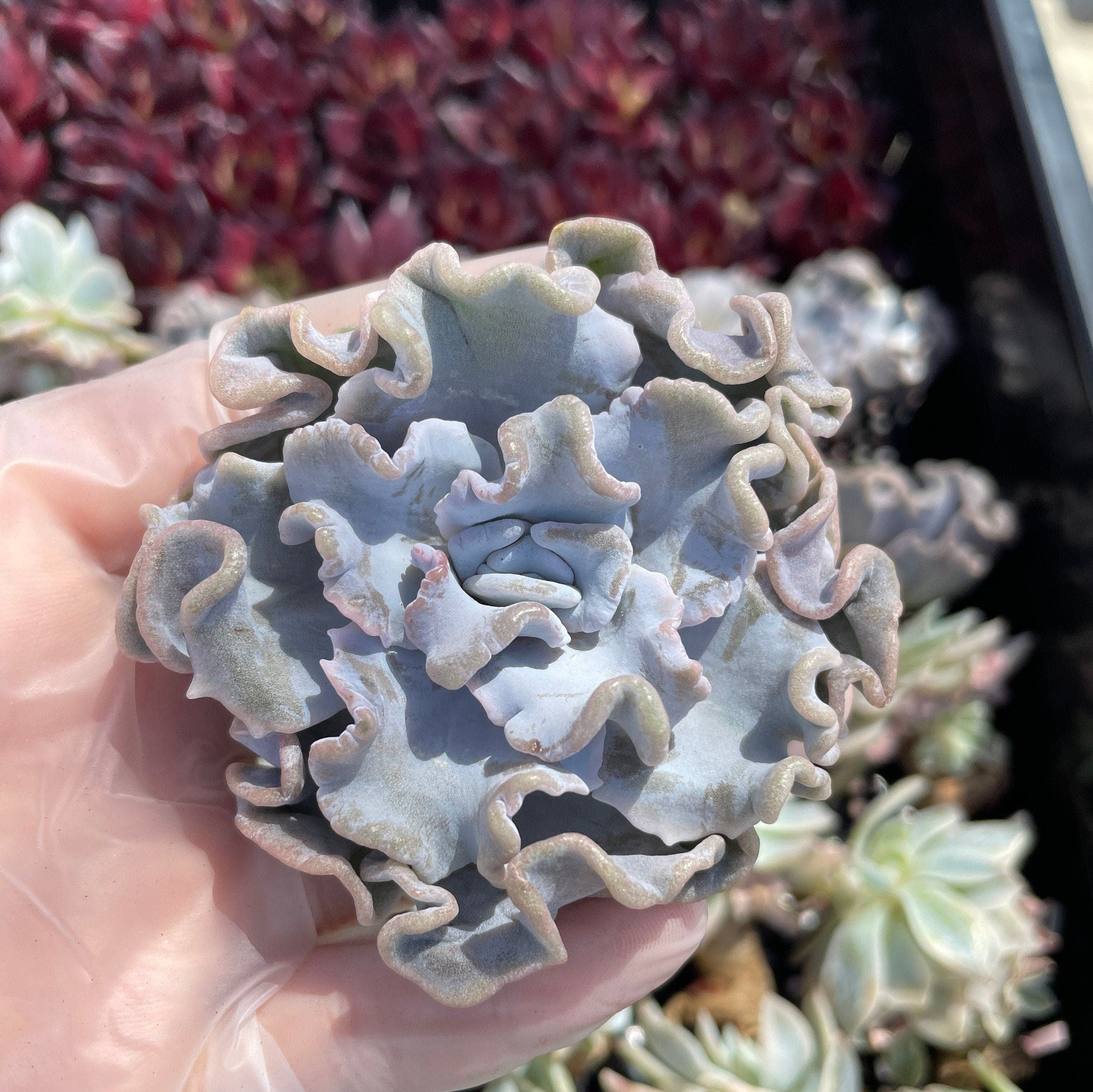 crispate beauty succulent Rare Succulents