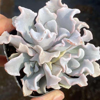 Rare Succulents - Echeveria crispate beauty (2")