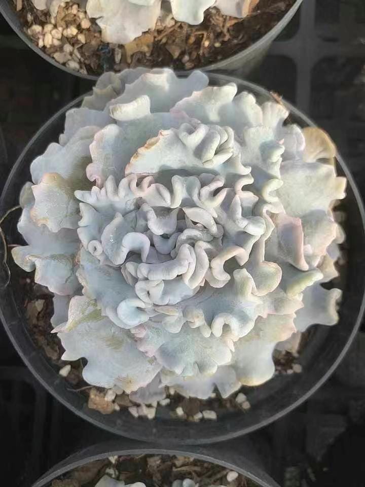 crispate beauty succulent Rare Succulents